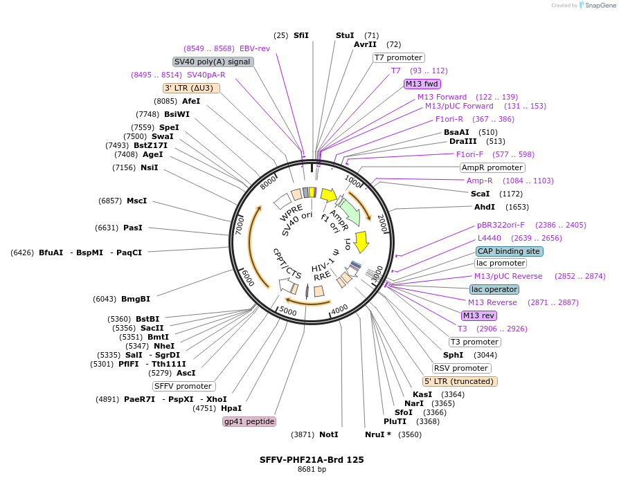 219092-plasmid-map-sequence-id-448913