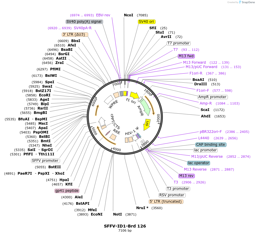 219093-plasmid-map-sequence-id-448914