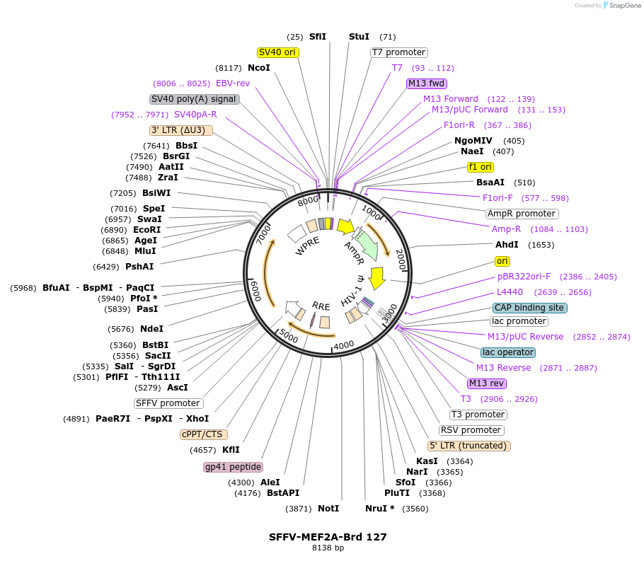 219094-plasmid-map-sequence-id-448915