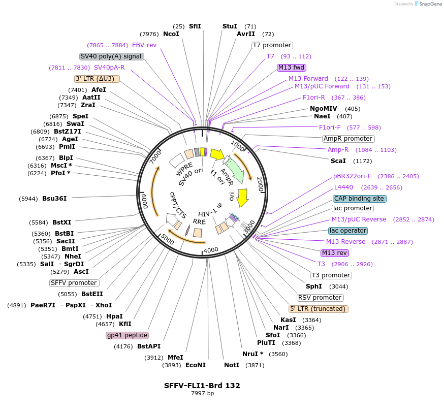 219099-plasmid-map-sequence-id-448917