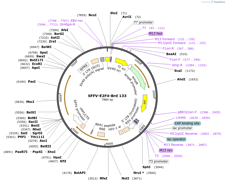 219100-plasmid-map-sequence-id-448918