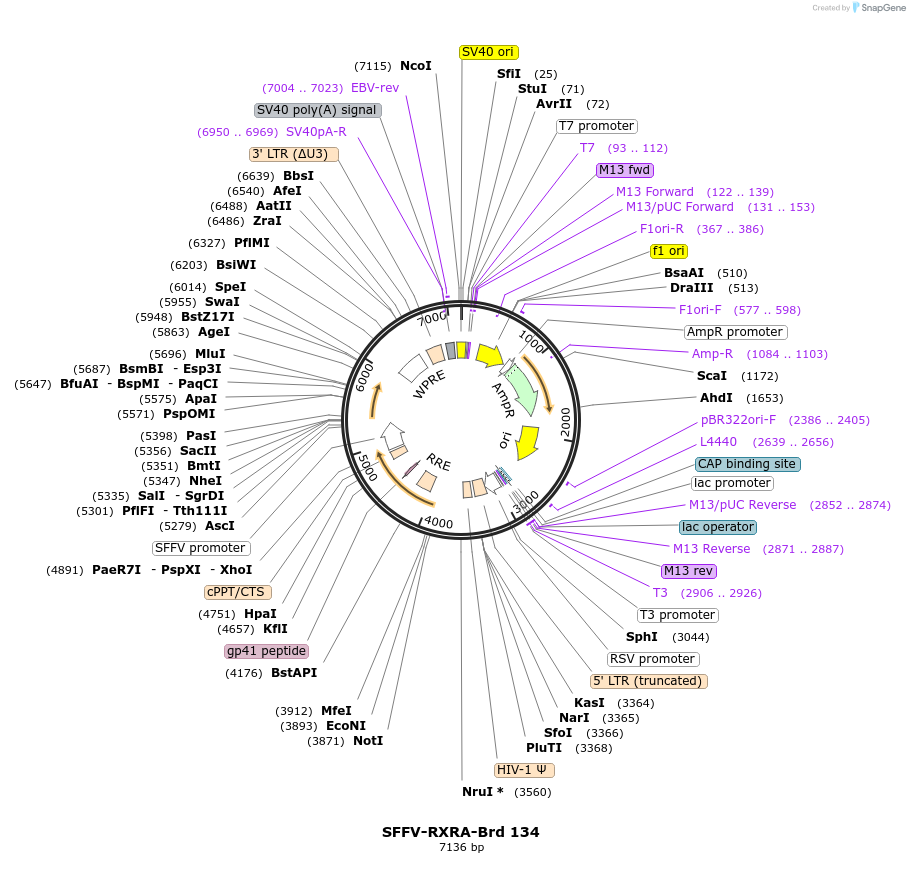 219101-plasmid-map-sequence-id-448919