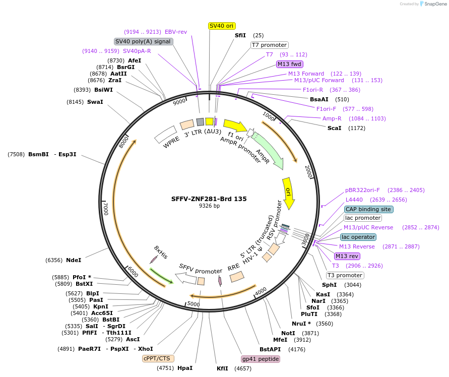 219102-plasmid-map-sequence-id-448920