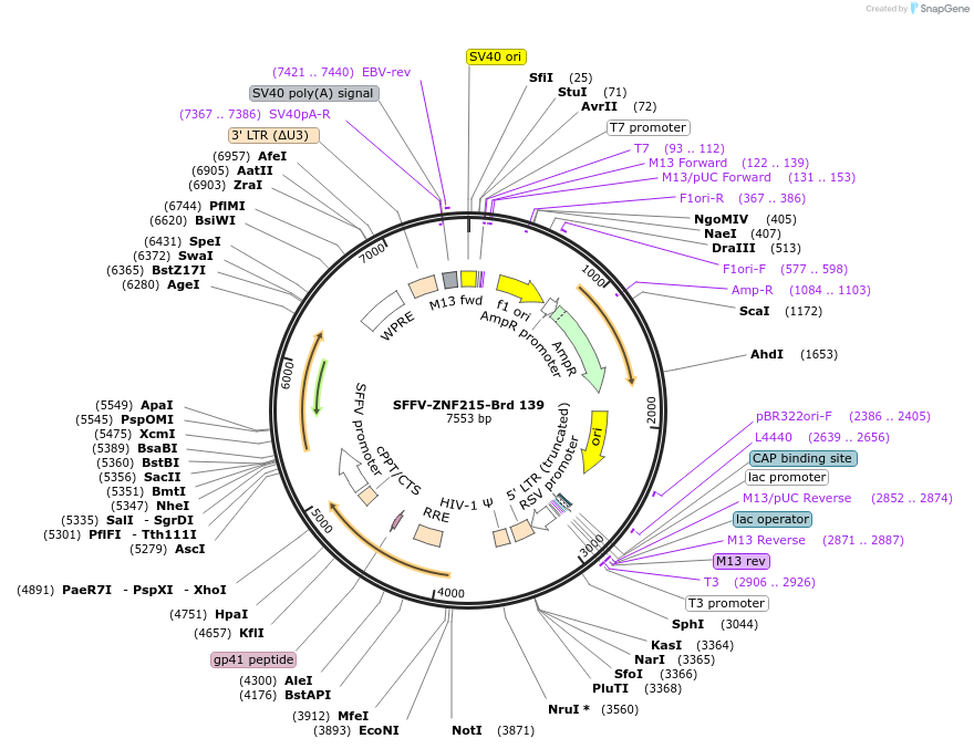 219103-plasmid-map-sequence-id-448921
