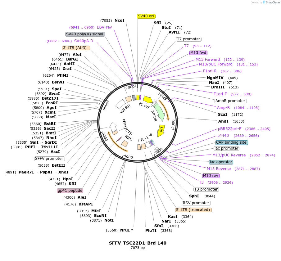 219104-plasmid-map-sequence-id-448922