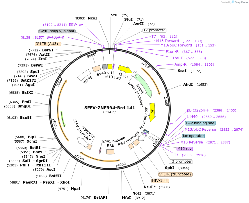 219105-plasmid-map-sequence-id-448923