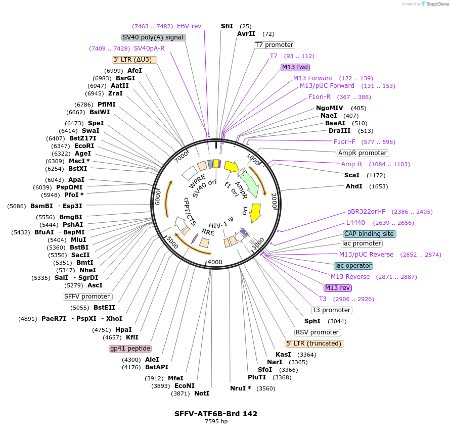 219106-plasmid-map-sequence-id-448924