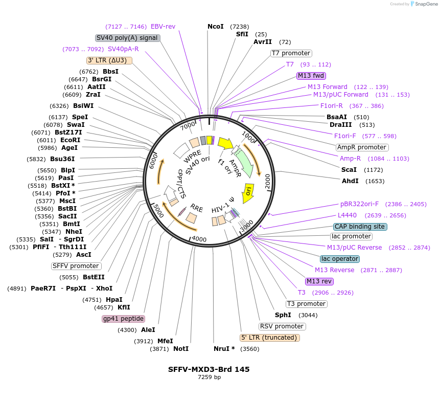 219109-plasmid-map-sequence-id-448926