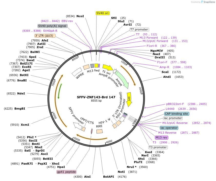 219111-plasmid-map-sequence-id-448927
