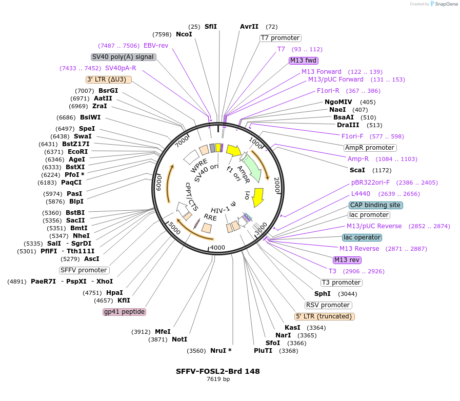 219112-plasmid-map-sequence-id-448928