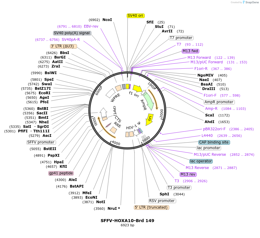 219113-plasmid-map-sequence-id-448929