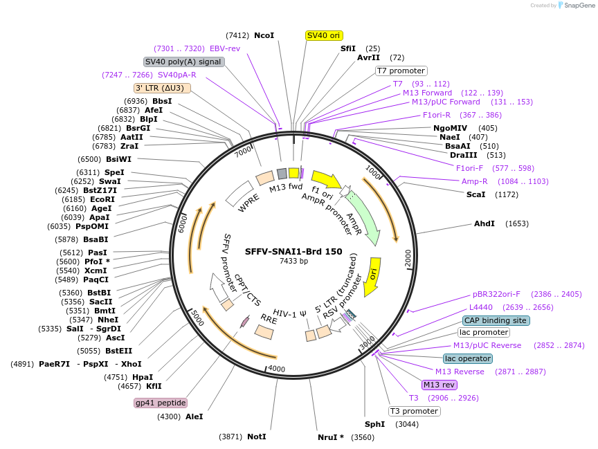 219114-plasmid-map-sequence-id-448930