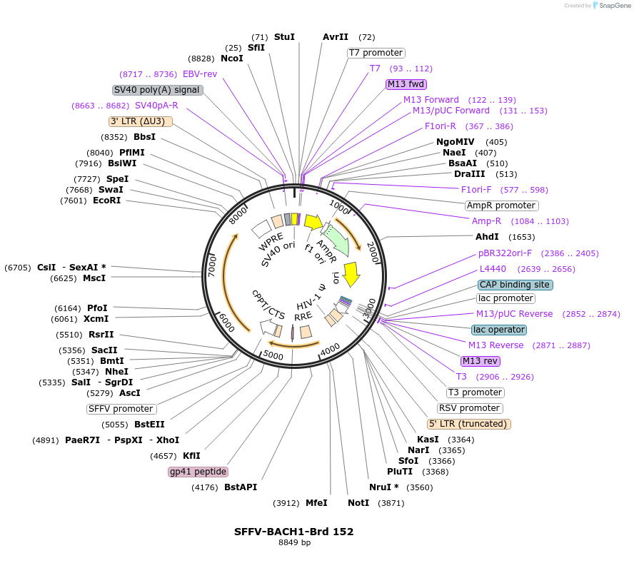 219116-plasmid-map-sequence-id-448931