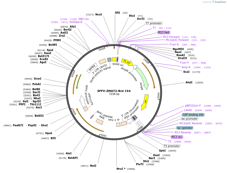 219118-plasmid-map-sequence-id-448932