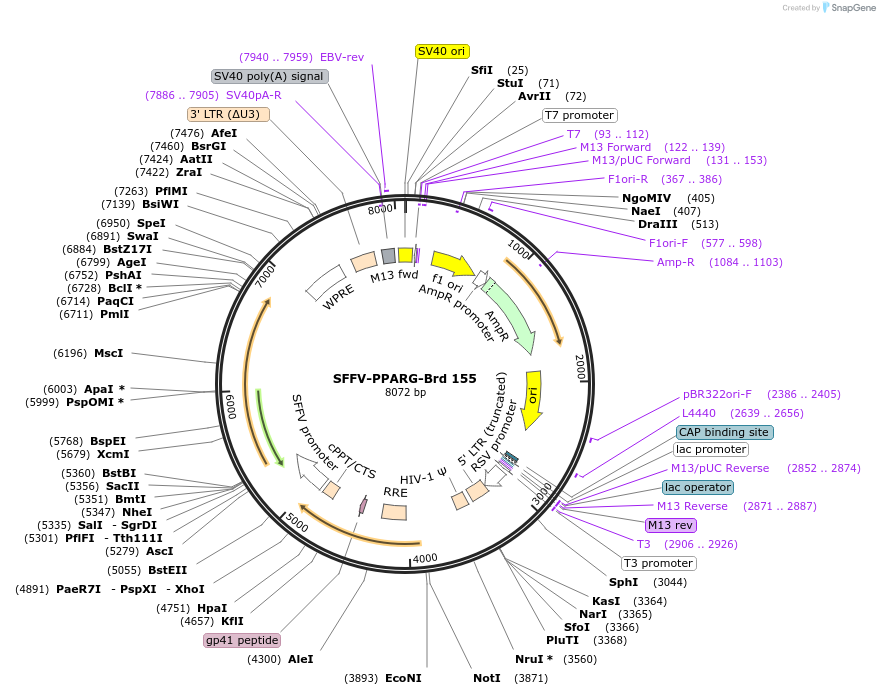 219119-plasmid-map-sequence-id-448933