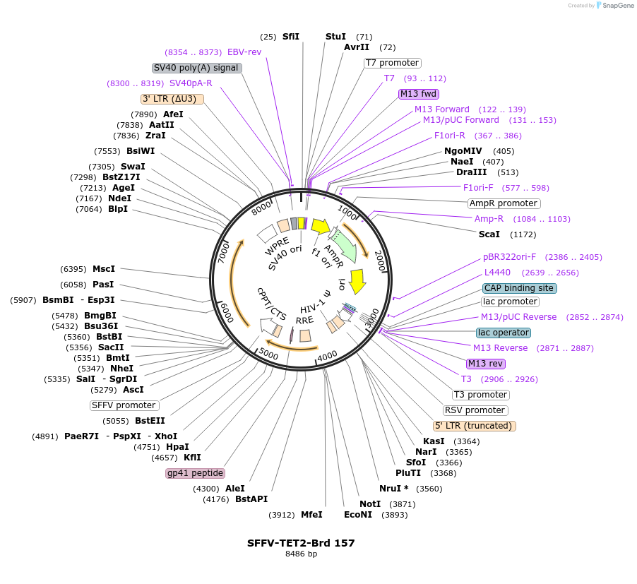 219120-plasmid-map-sequence-id-448934