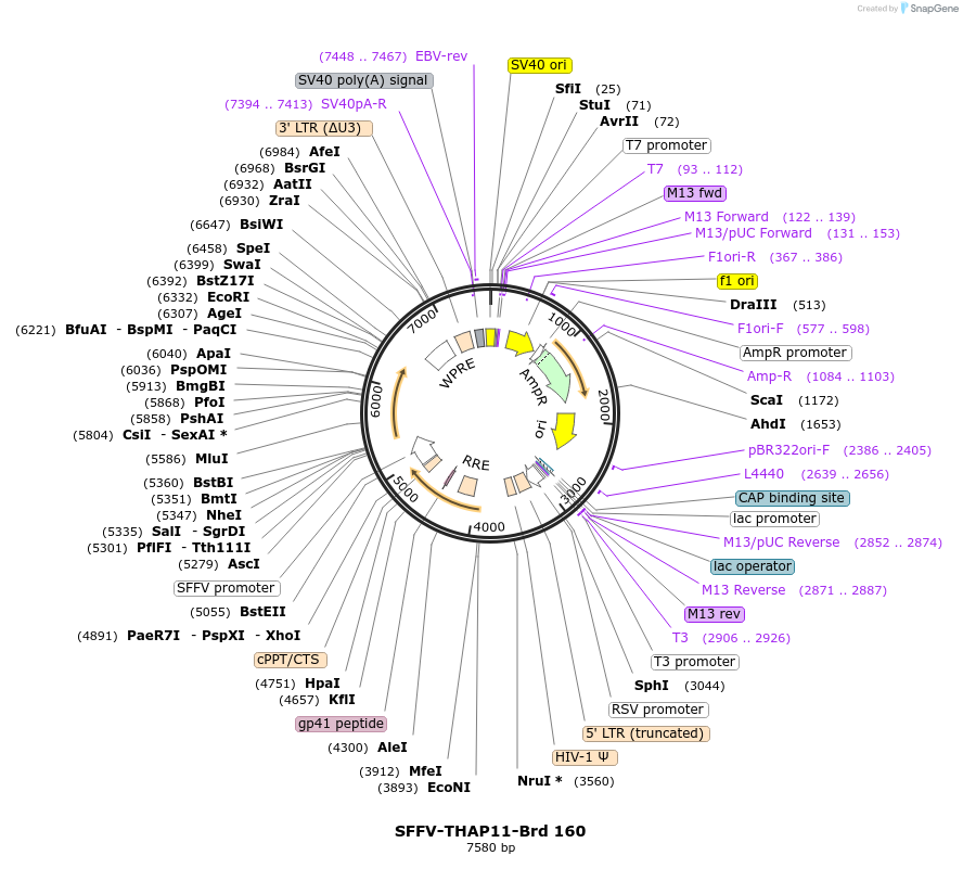 219123-plasmid-map-sequence-id-448937