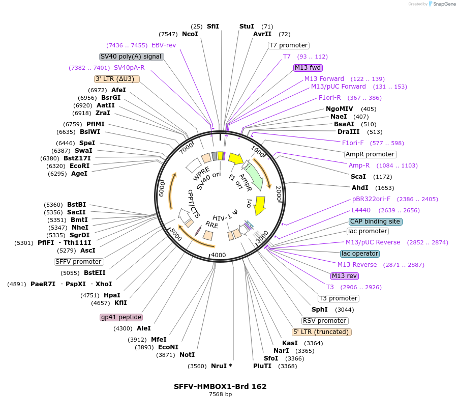 219124-plasmid-map-sequence-id-448938
