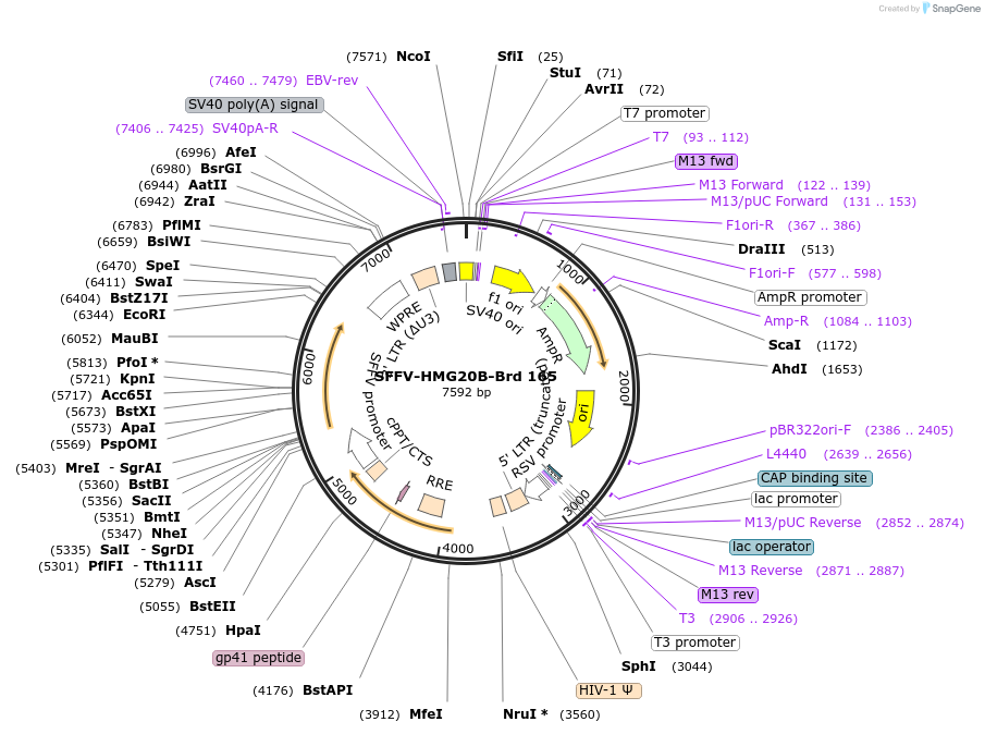 219127-plasmid-map-sequence-id-448940