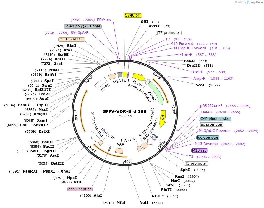 219128-plasmid-map-sequence-id-448941
