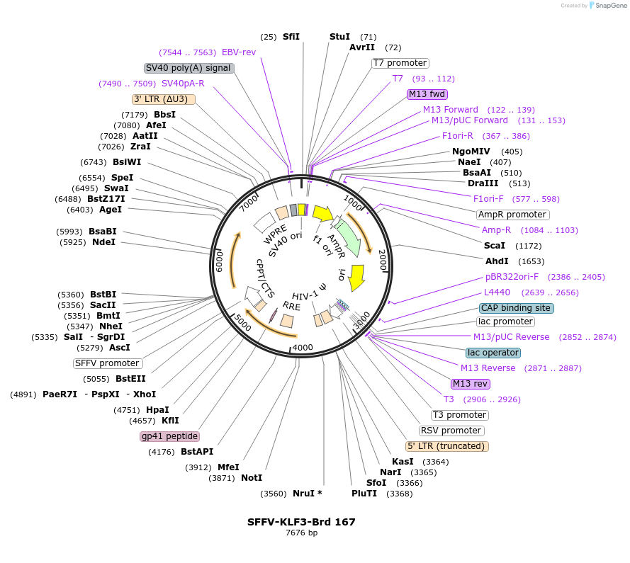 219129-plasmid-map-sequence-id-448942