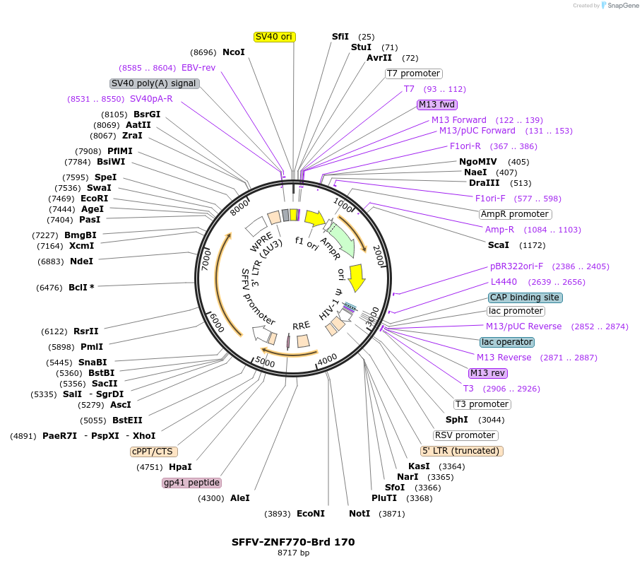 219132-plasmid-map-sequence-id-448944