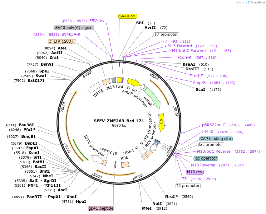 219133-plasmid-map-sequence-id-448945