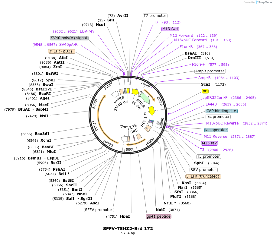 219134-plasmid-map-sequence-id-448946