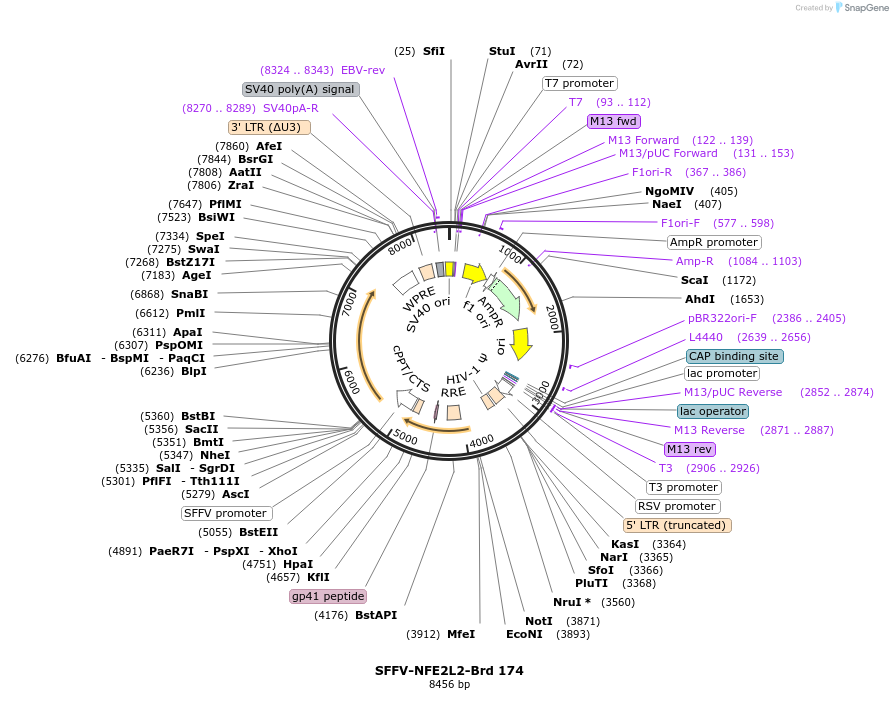 219136-plasmid-map-sequence-id-448948