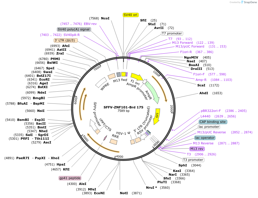 219137-plasmid-map-sequence-id-448949