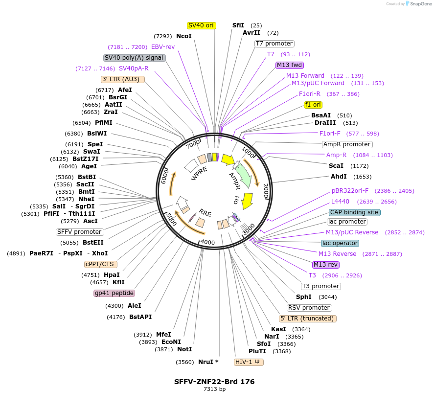 219138-plasmid-map-sequence-id-448950