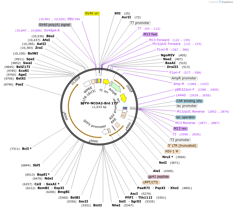 219139-plasmid-map-sequence-id-448951