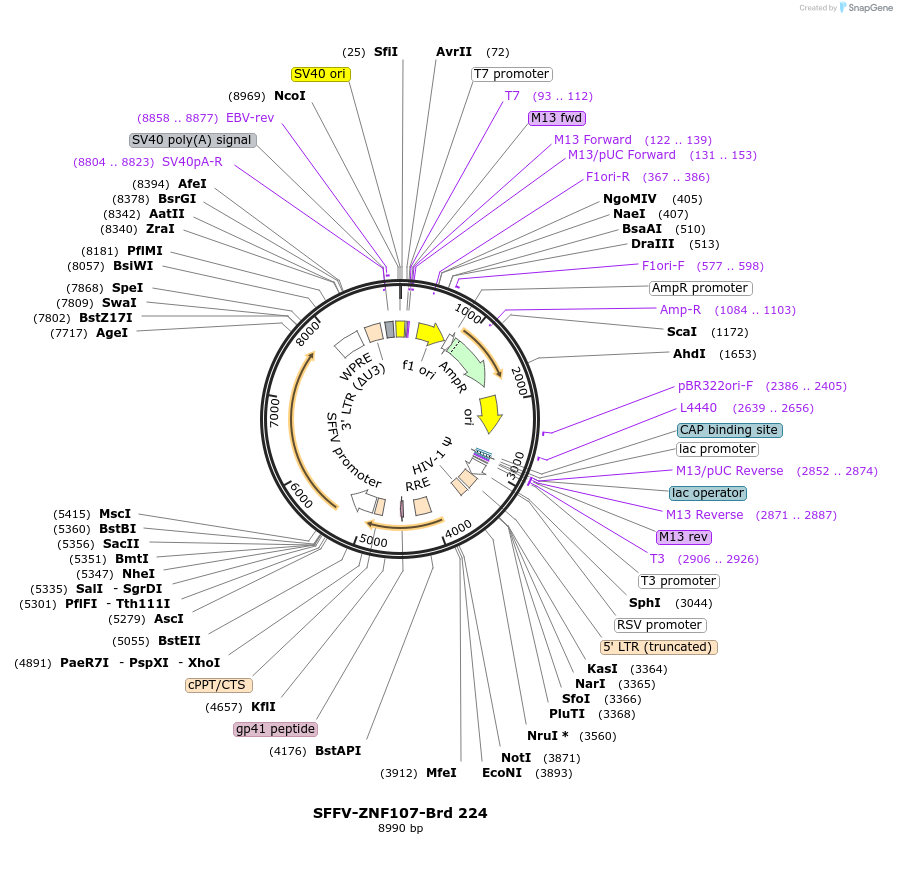 219167-plasmid-map-sequence-id-448953