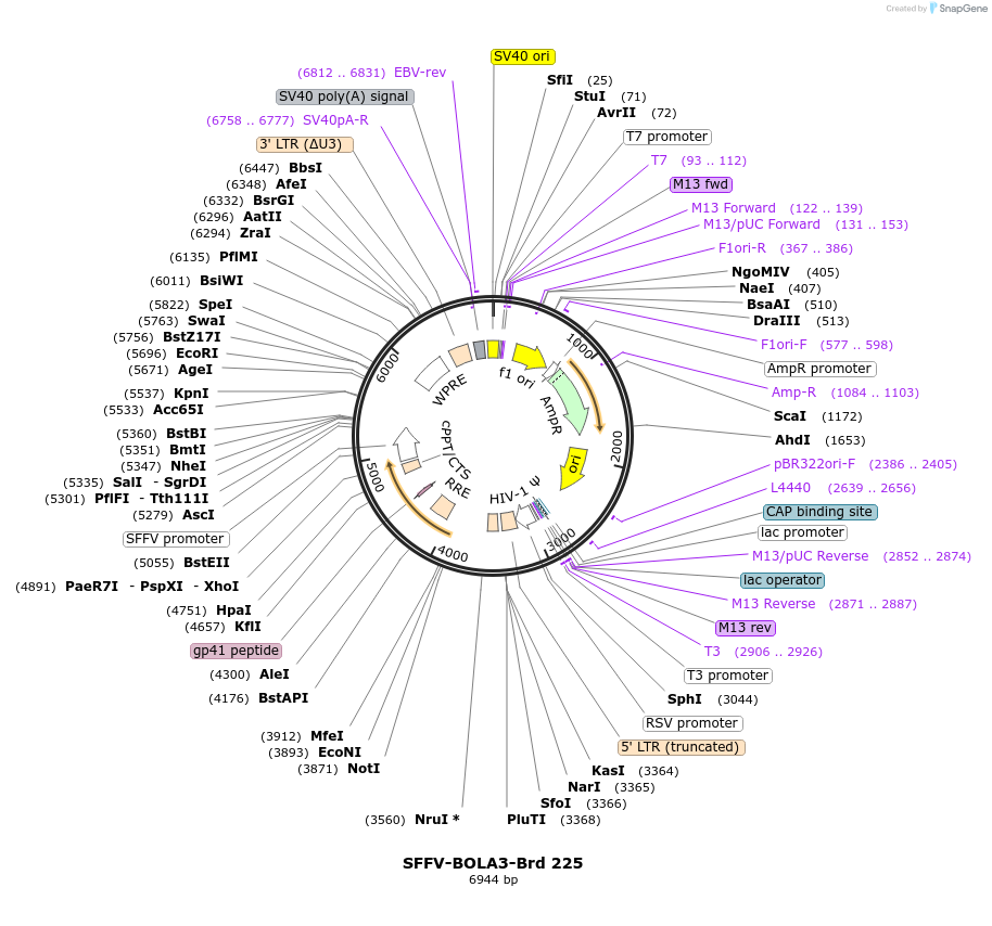219168-plasmid-map-sequence-id-448954