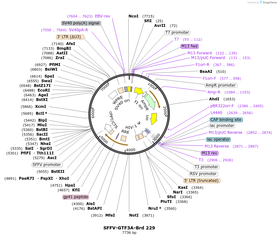 219172-plasmid-map-sequence-id-448956