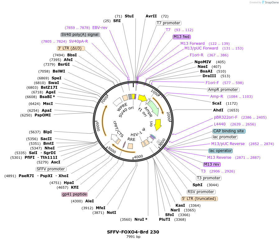 219173-plasmid-map-sequence-id-448957