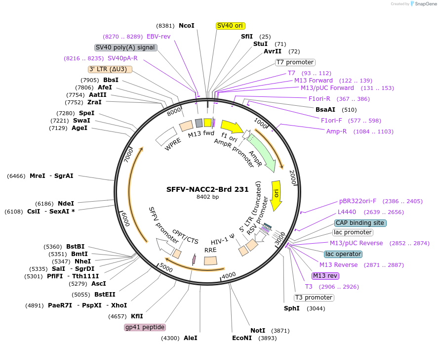 219174-plasmid-map-sequence-id-448958
