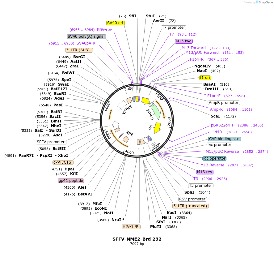 219175-plasmid-map-sequence-id-448959