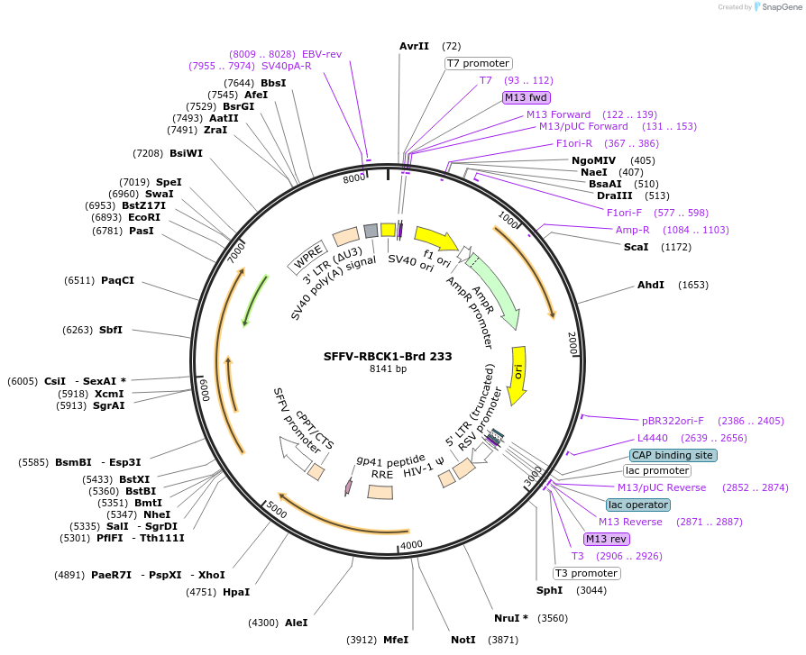 219176-plasmid-map-sequence-id-448960