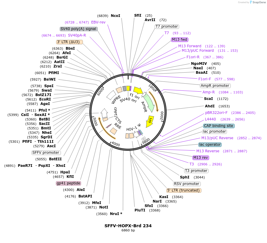 219177-plasmid-map-sequence-id-448961