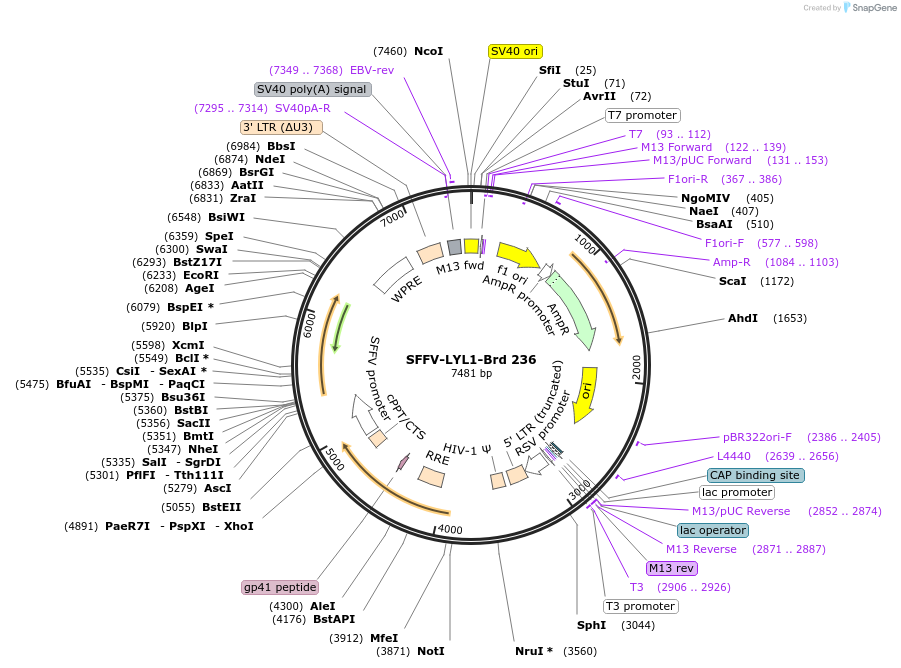 219179-plasmid-map-sequence-id-448962