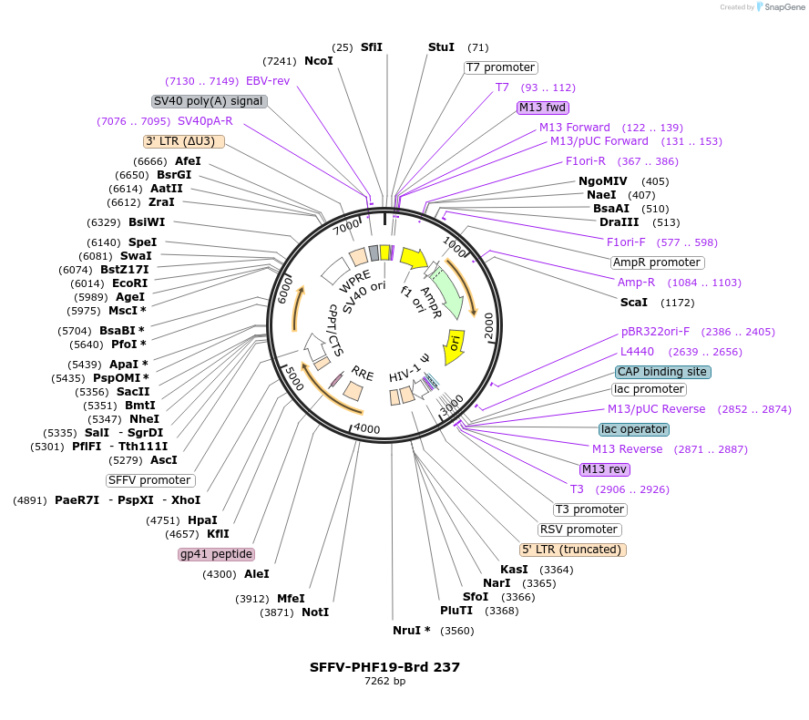 219180-plasmid-map-sequence-id-448963