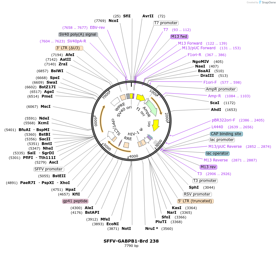 219181-plasmid-map-sequence-id-448964