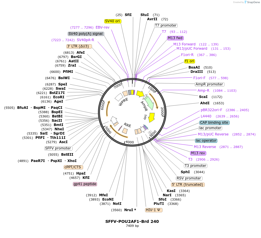 219183-plasmid-map-sequence-id-448965