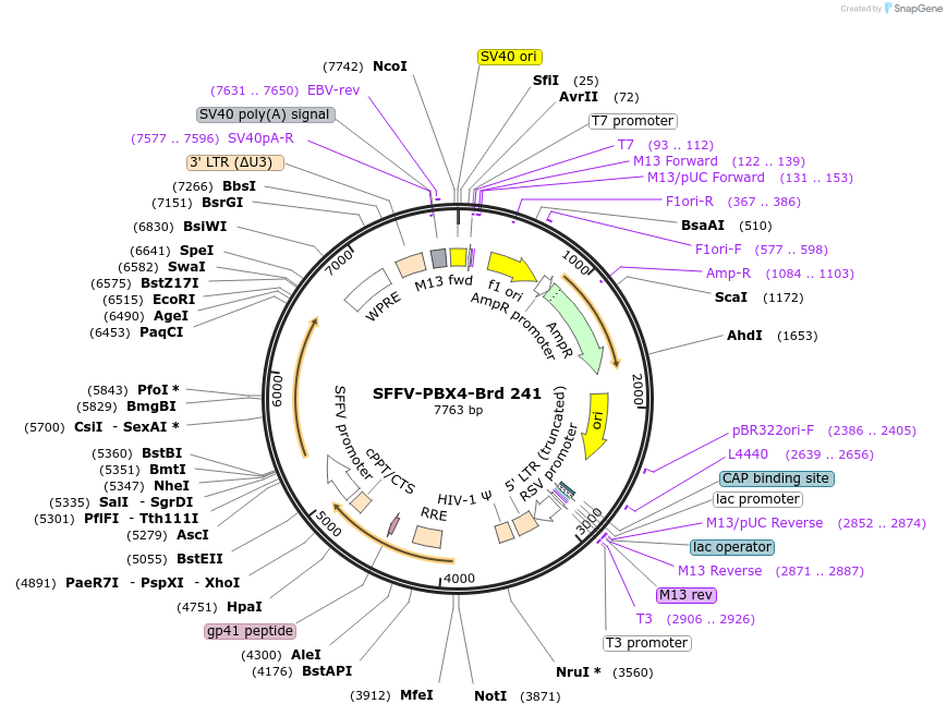219184-plasmid-map-sequence-id-448966