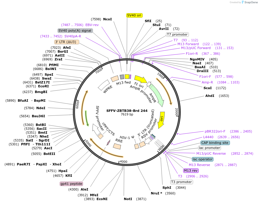 219187-plasmid-map-sequence-id-448968