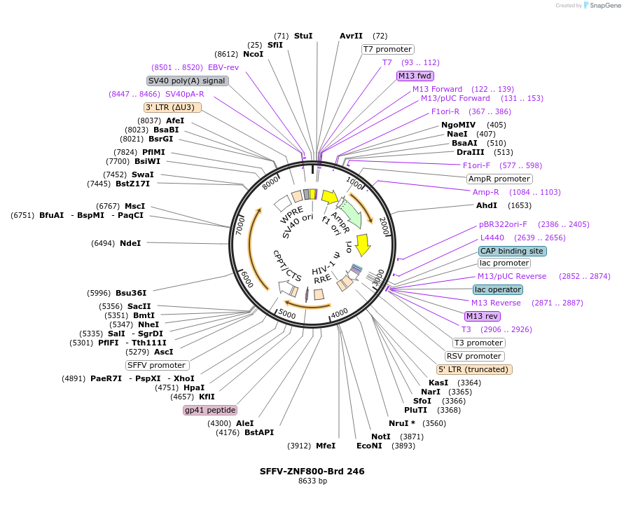 219189-plasmid-map-sequence-id-448970
