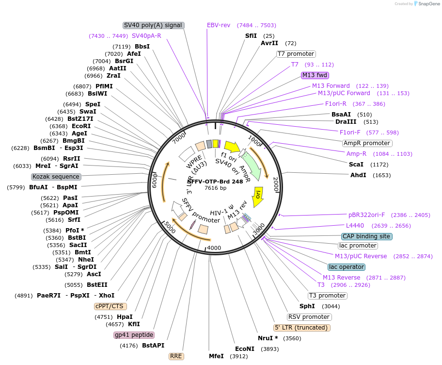 219191-plasmid-map-sequence-id-448971