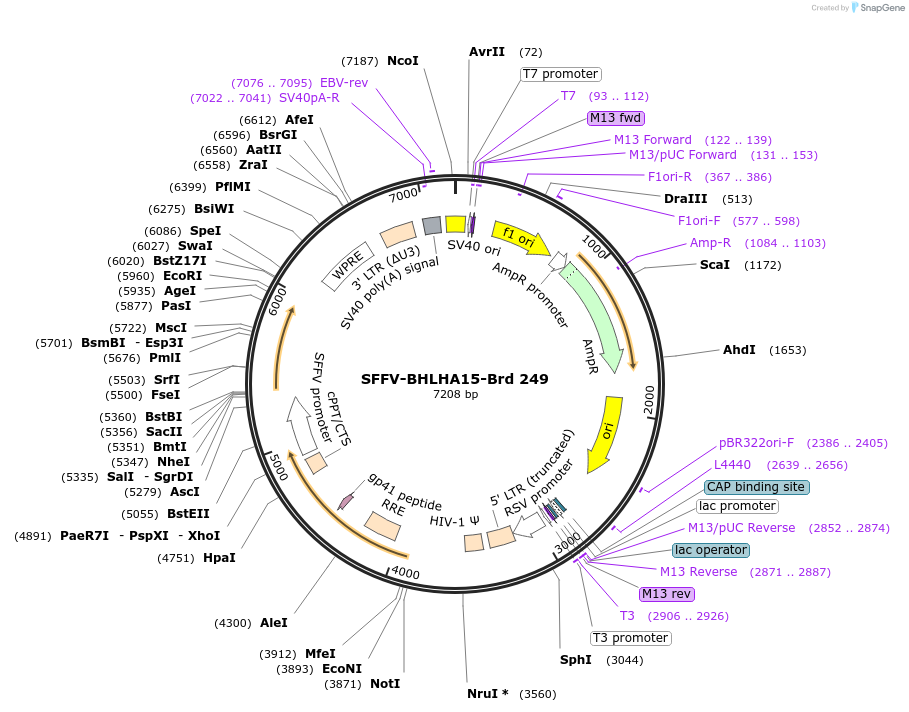 219192-plasmid-map-sequence-id-448972