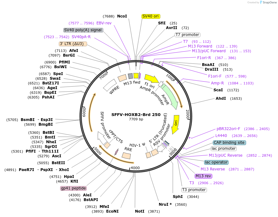 219193-plasmid-map-sequence-id-448973